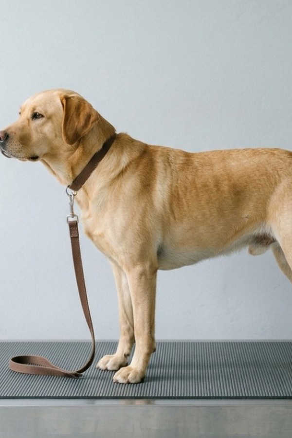 A yellow Labrador standing broadside on the scale, a brown lead hanging slack