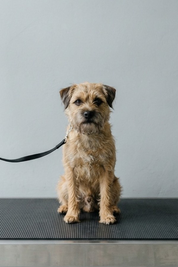 A wheaten border terrier sitting square on the scale, his black lead slack