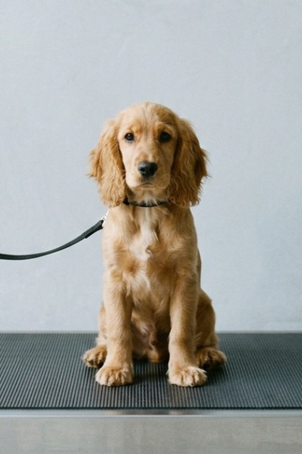 A golden cocker spaniel puppy sitting on the scale, her black lead slack