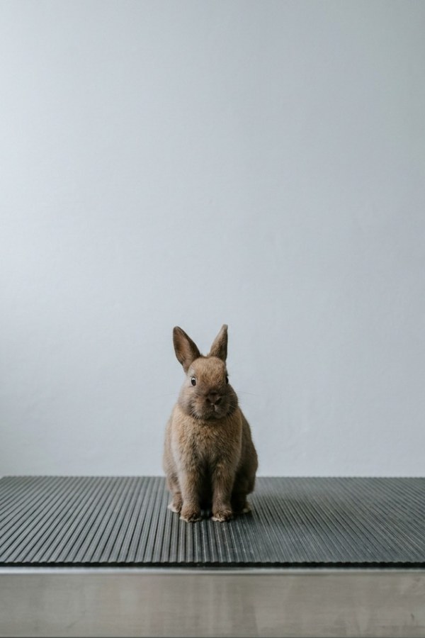 A small brown dwarf rabbit kit sitting in the middle of the scale