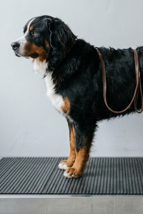 A Bernese mountain dog standing broadside on the scale