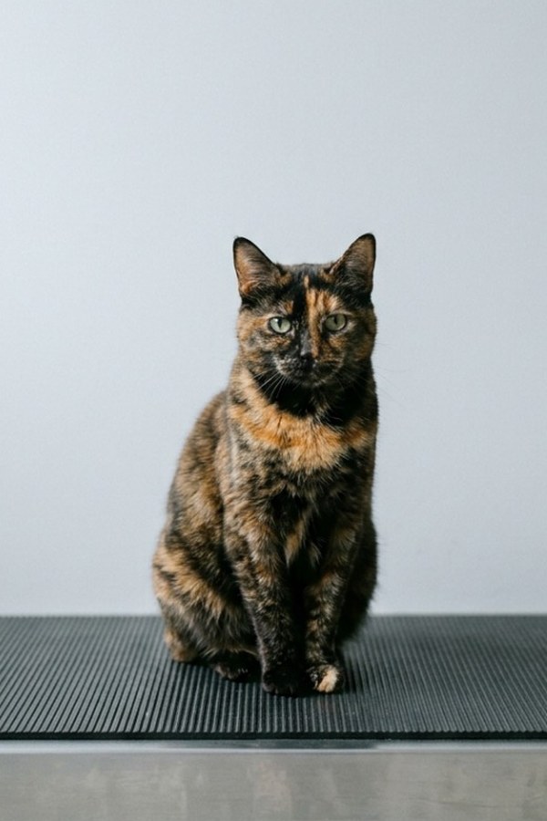 A tortoiseshell cat sitting square on the scale's graphite mat