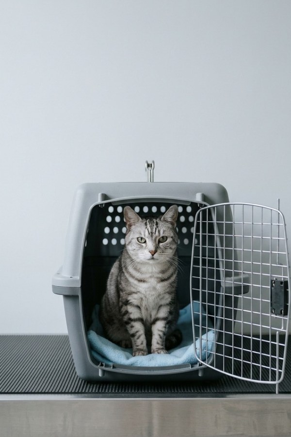 A silver tabby cat sitting in an open grey carrier on the scale's graphite mat