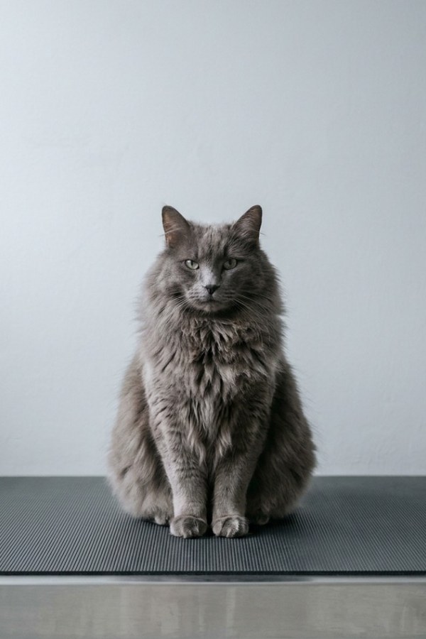 A large grey long-haired cat sitting square on the scale