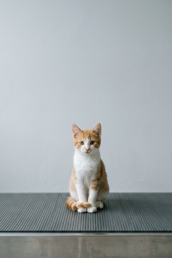A ginger and white kitten sitting upright on the scale's graphite mat