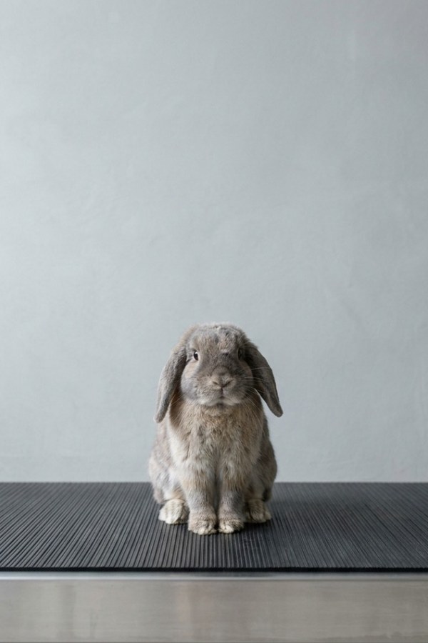 A grey lop-eared rabbit sitting square on the scale's graphite mat