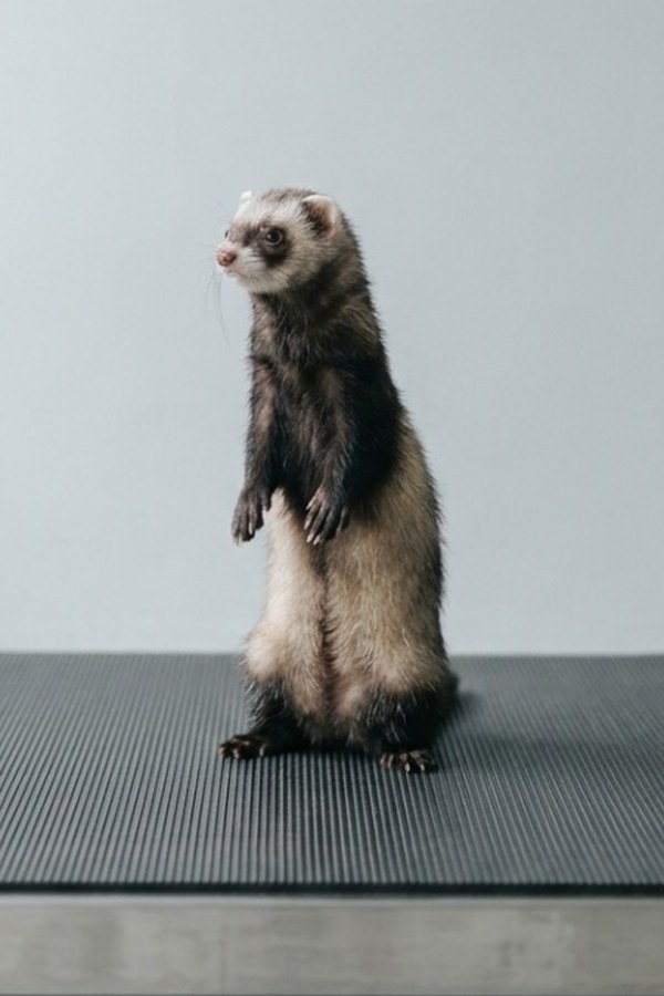 A sable ferret standing up on his back legs in the middle of the scale